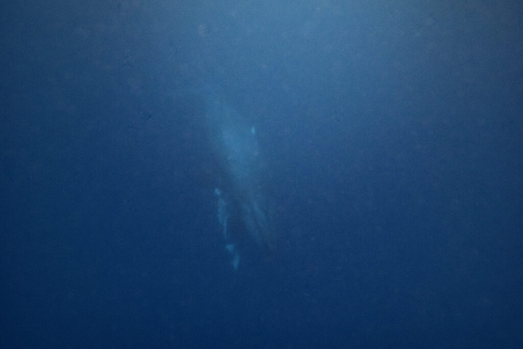 水底で休む親子クジラ