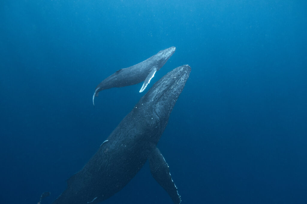 那覇ホエールスイムで出会った親子クジラ