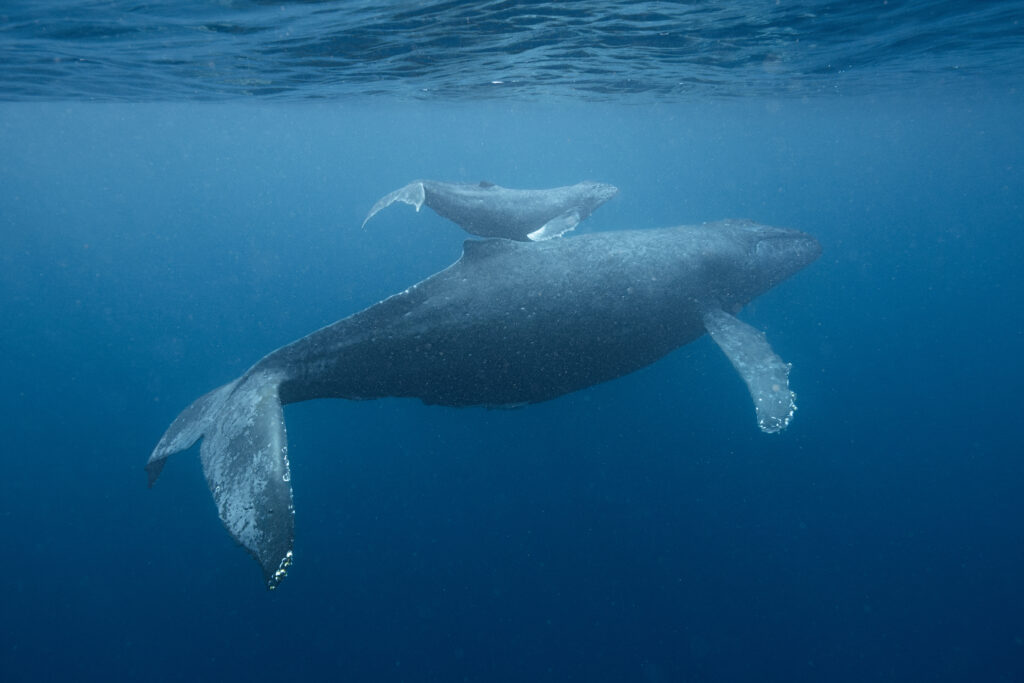 那覇ホエールスイムで出会った親子クジラ