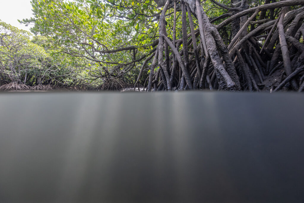 石垣島マングローブの半水面写真