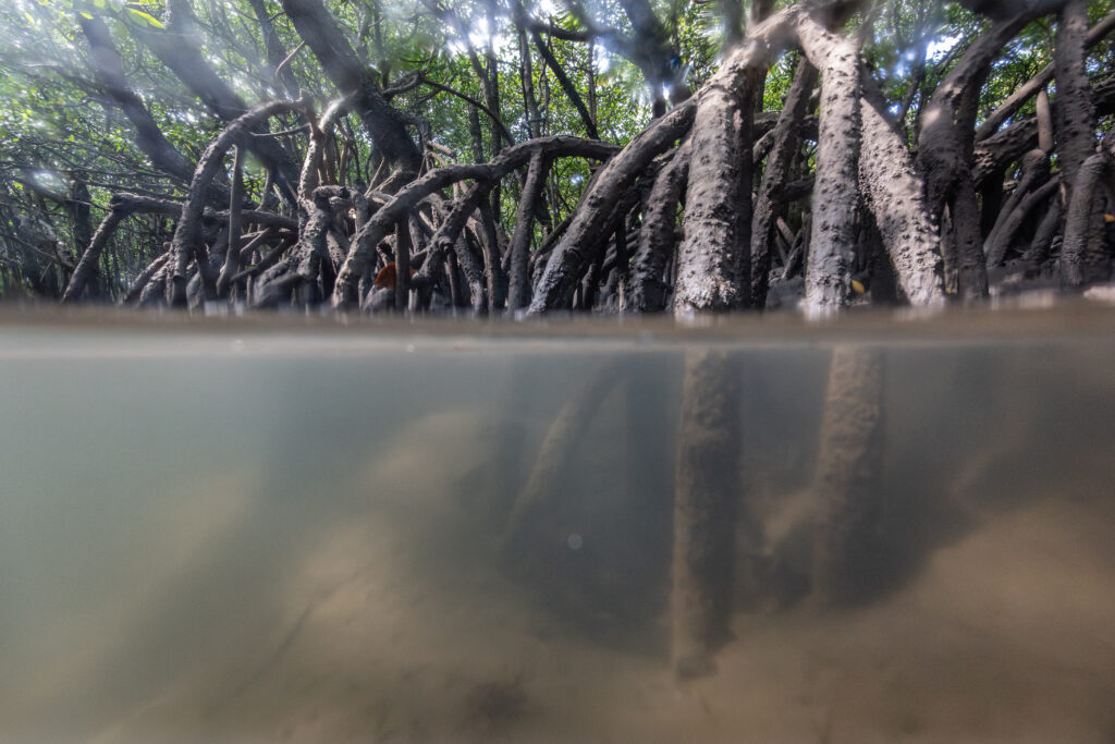 石垣島マングローブの水中景観と根の構造