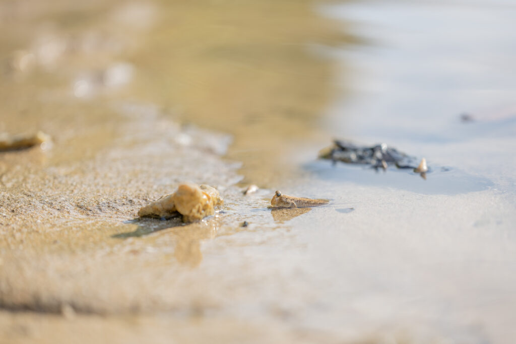 石垣島マングローブの生き物