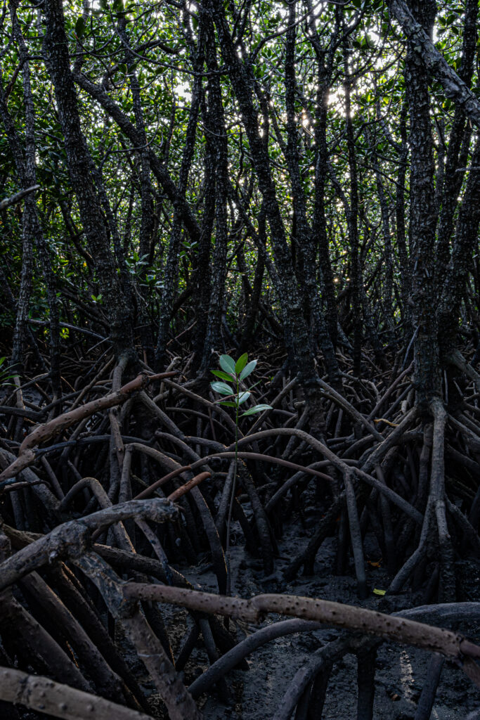 石垣島マングローブの若木