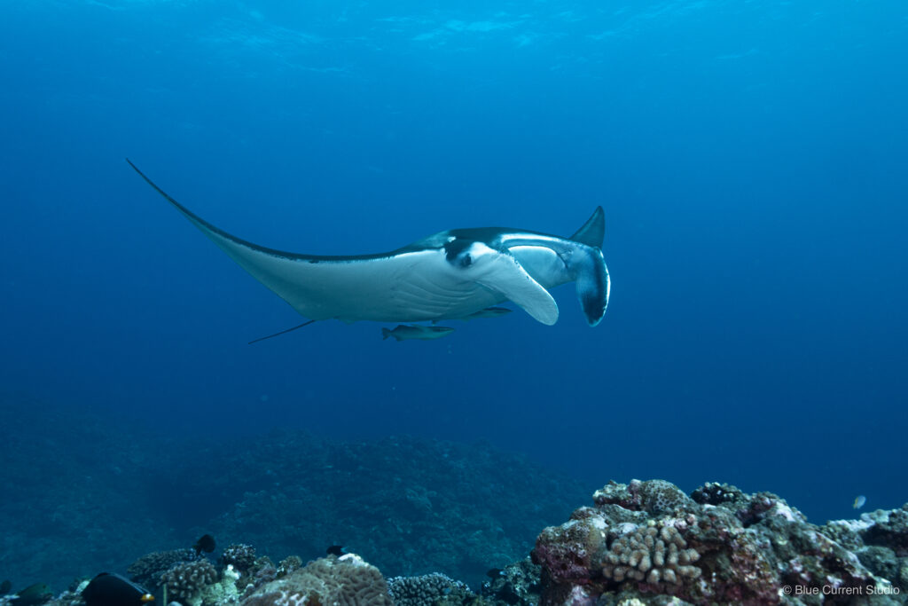 石垣島マンタの連写写真