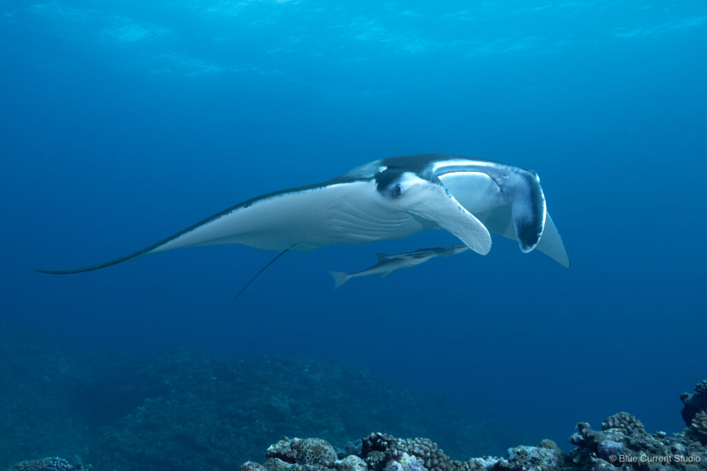石垣島マンタの連写写真