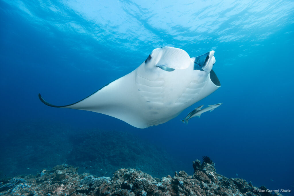 石垣島マンタの連写写真