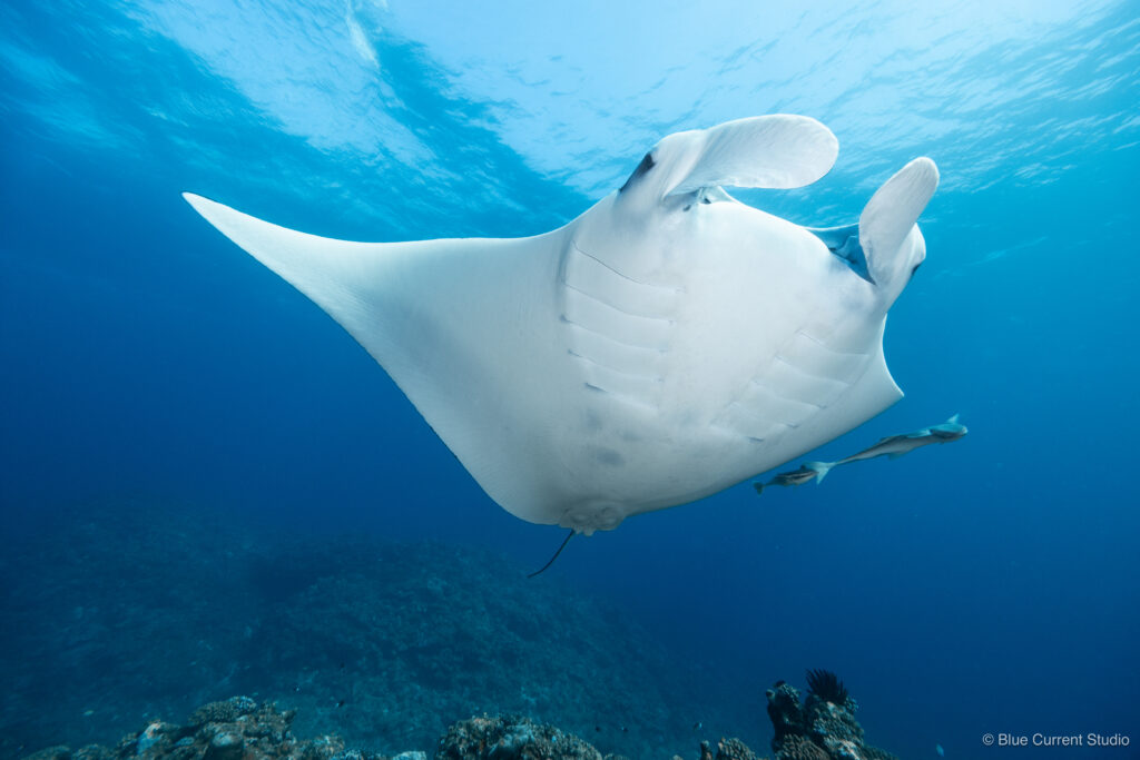 石垣島マンタの連写写真