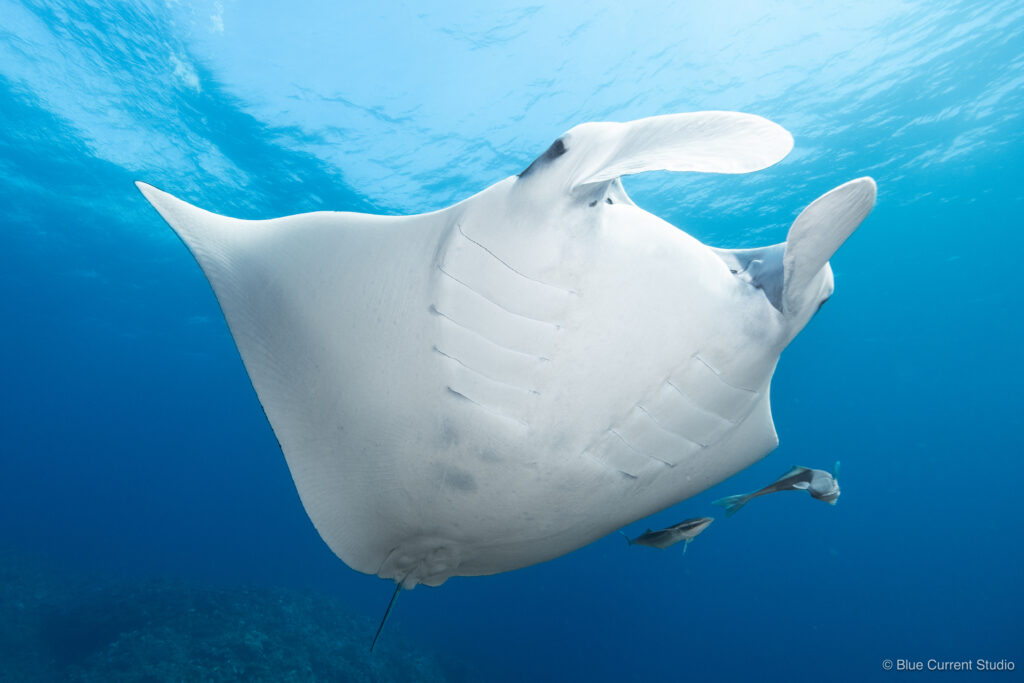 石垣島に生息するナンヨウマンタの全身写真