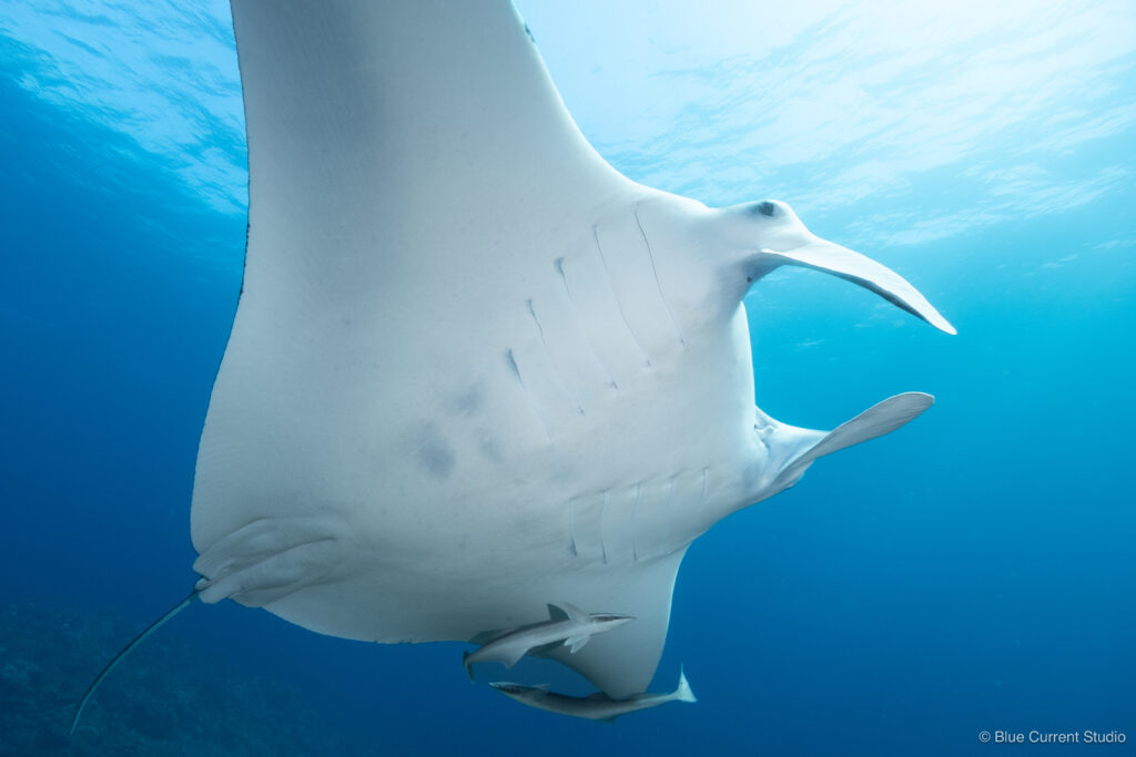 石垣島マンタの連写写真
