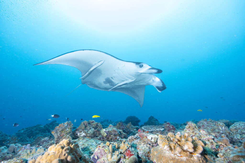 石垣島ヨナラ水道のクリーニングステーションを通過するマンタ