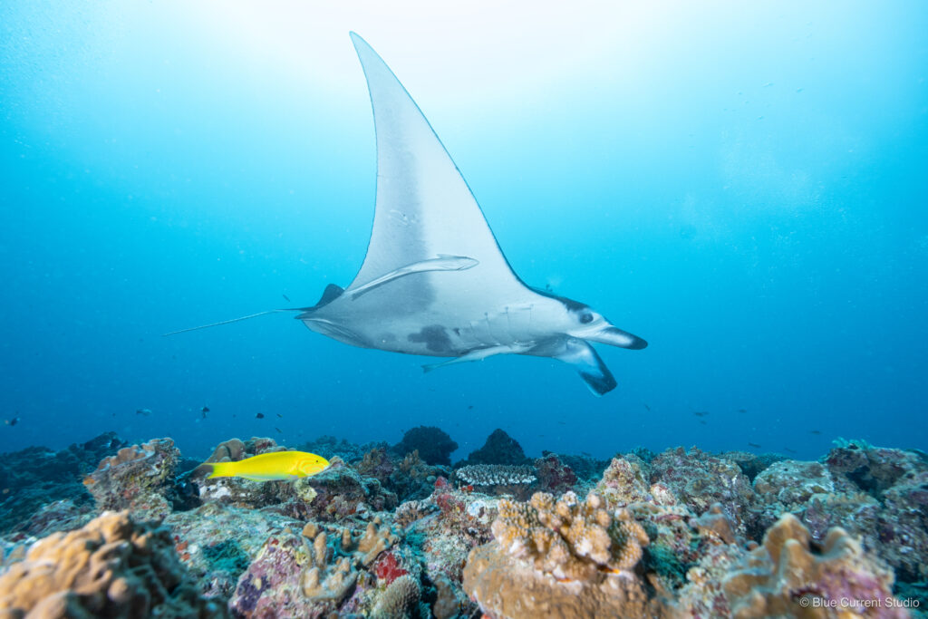 石垣島ヨナラ水道のクリーニングステーションを通過するマンタ