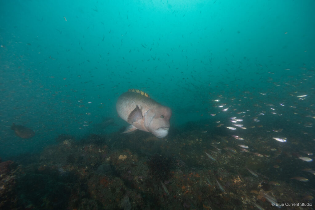 伊戸シャークシティのコブダイ