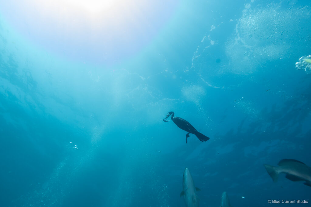 伊戸のウミウの水中ハントシーン