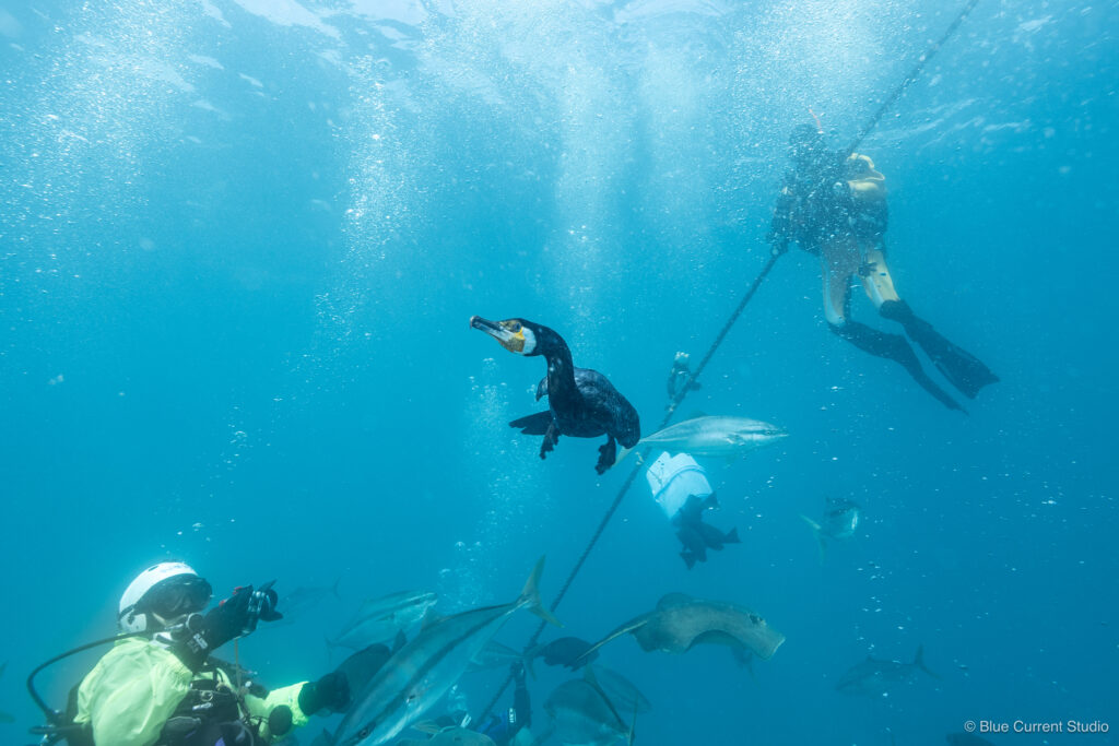 館山伊戸のウミウ・カワウ