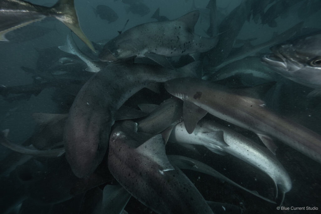 ドチザメの水中写真