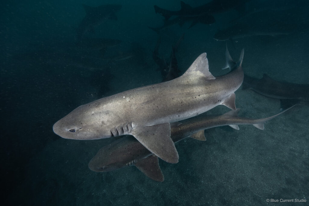 伊戸のドチザメ