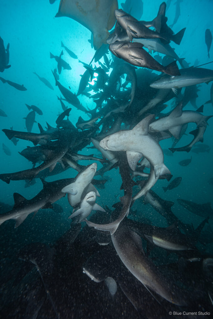 伊戸シャークトルネードの水中写真