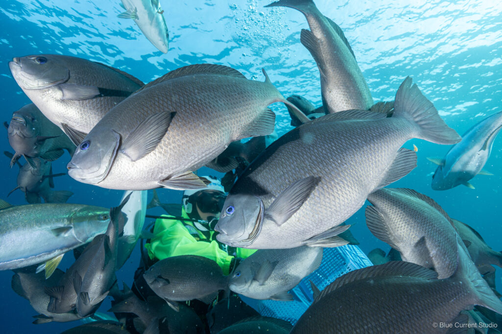 伊戸のメジナの群れ