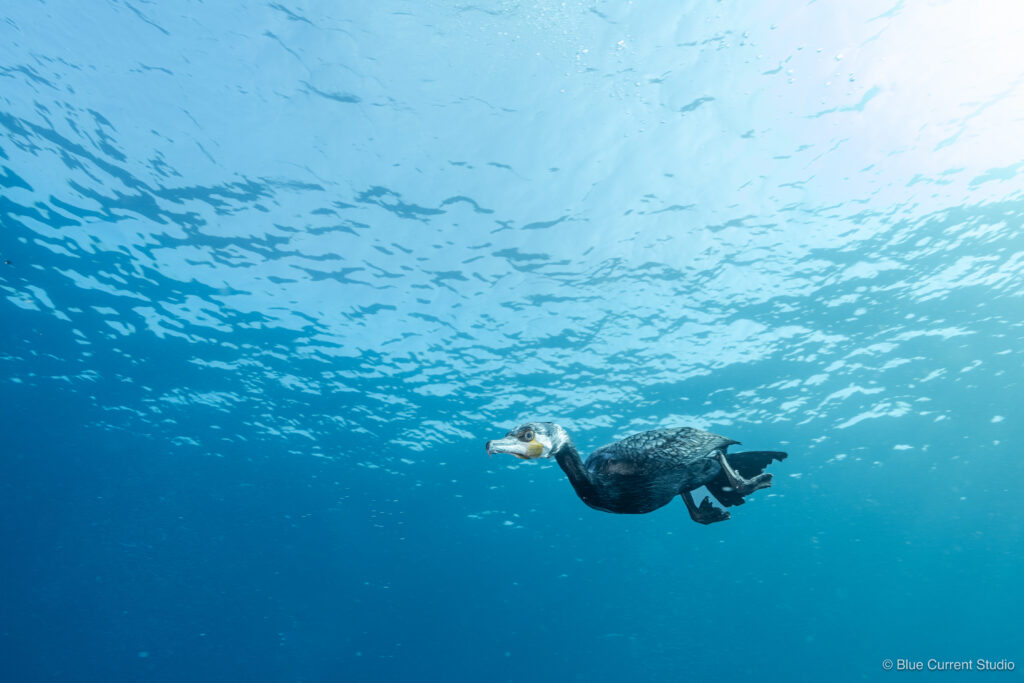海鵜・川鵜の水中写真