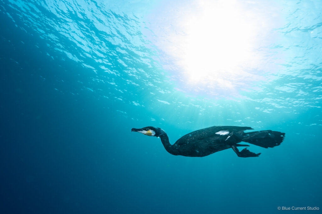カワウの水中写真